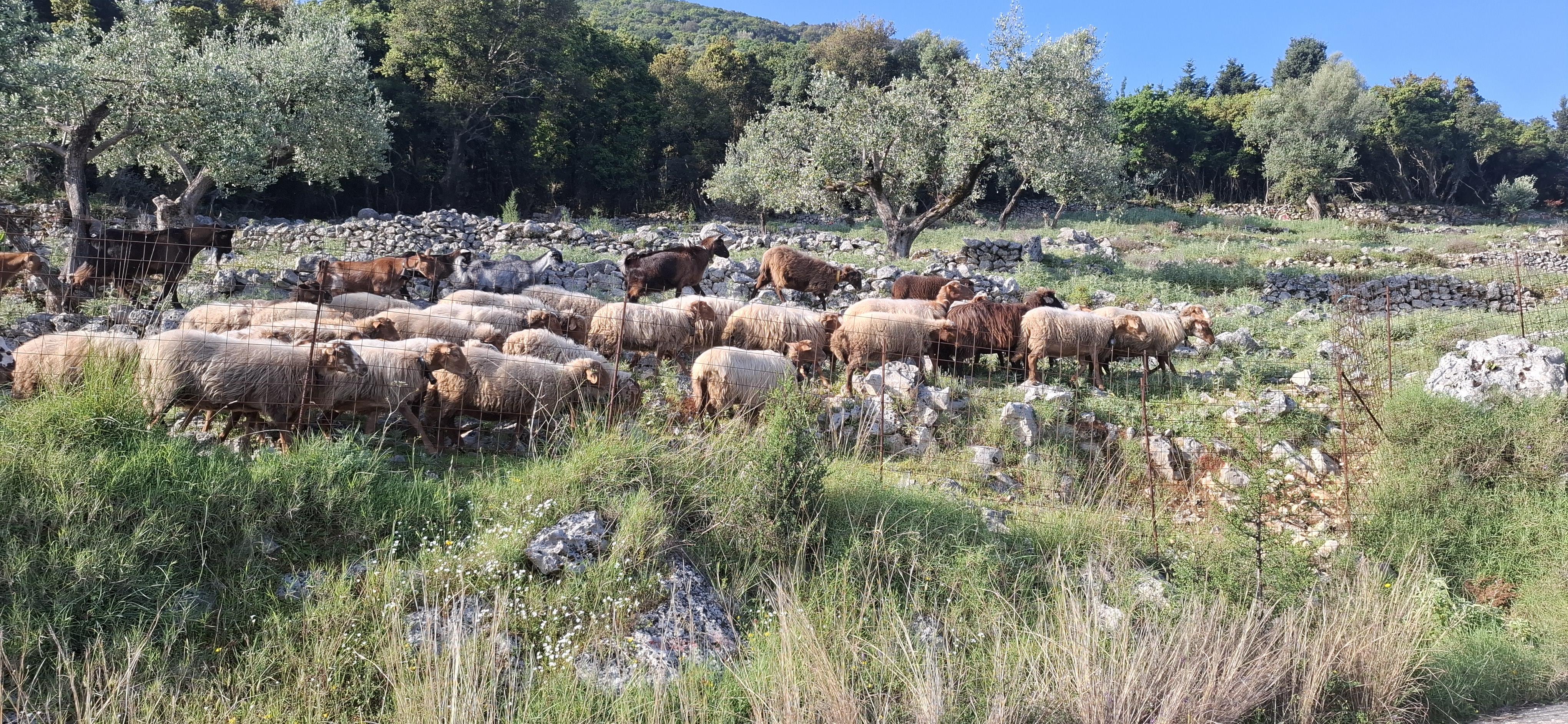 Θέμα: Διενέργεια προβλεπόμενων ελέγχων σε κτηνοτροφικές μονάδες της Π.Ε. Ιθάκης