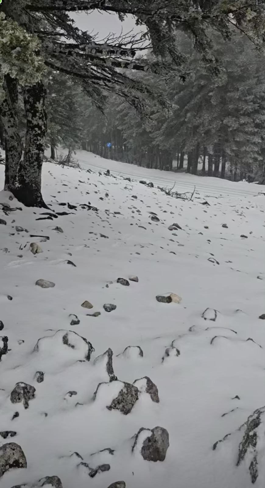 1768128917573729