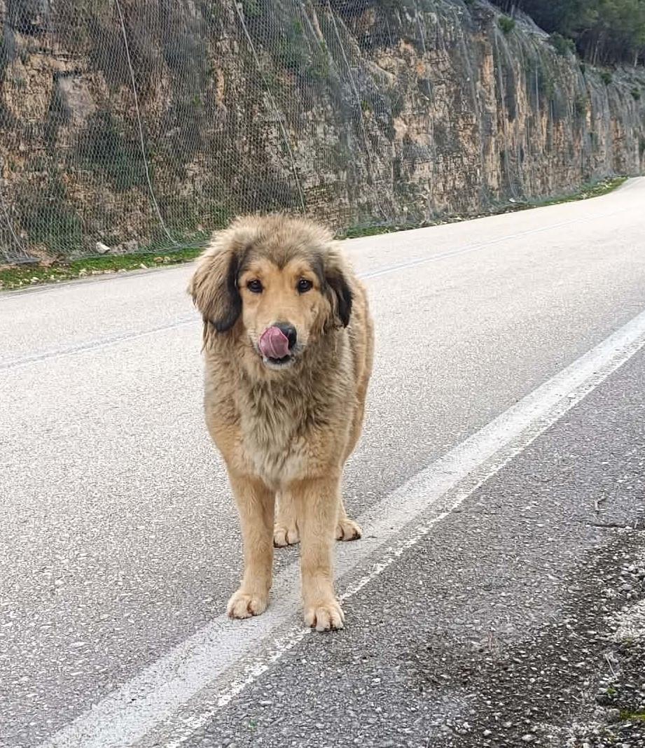 ΑΝΑΖΗΤΗΣΗ ΙΔΙΟΚΤΗΤΗ ΣΚΥΛΟΥ