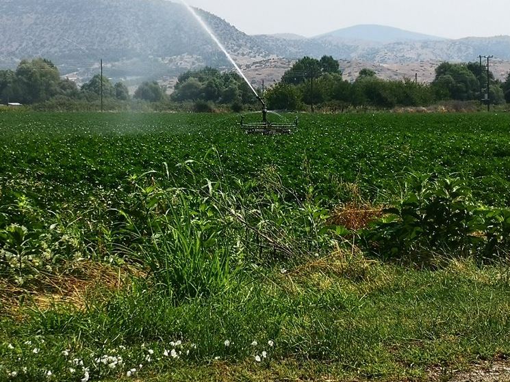 ΑΑΔΕ-myAGRO: Aπλουστεύσεις στην υποβολή της Ενιαίας Αίτησης Ενίσχυσης - Σε διαρκή επικοινωνία με ΕΘΕΑΣ και ΓΕΩΤΕΕ