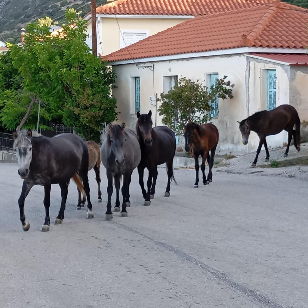 SOS για τα άλογα του Αίνου στην Κεφαλονιά