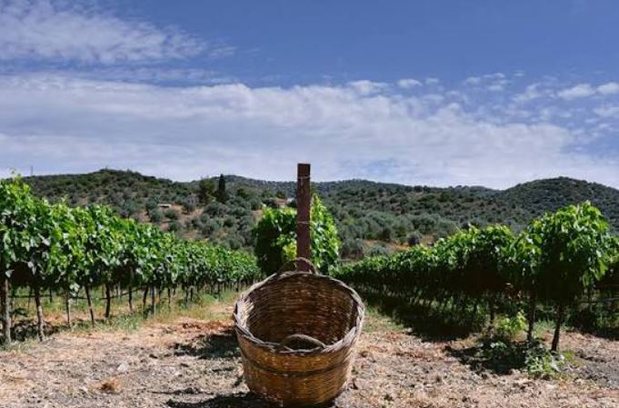 Υλοποίηση προγράμματος Αναδιάρθρωσης και Μετατροπής Αμπελώνων περιόδου  2026-2027