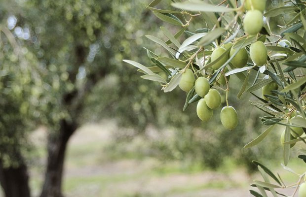 Δωρεάν οι Δηλώσεις στοιχείων για Ελαιοκομικό Μητρώο  από Ε.Α.Σ. Κεφαλληνίας & Ιθάκης