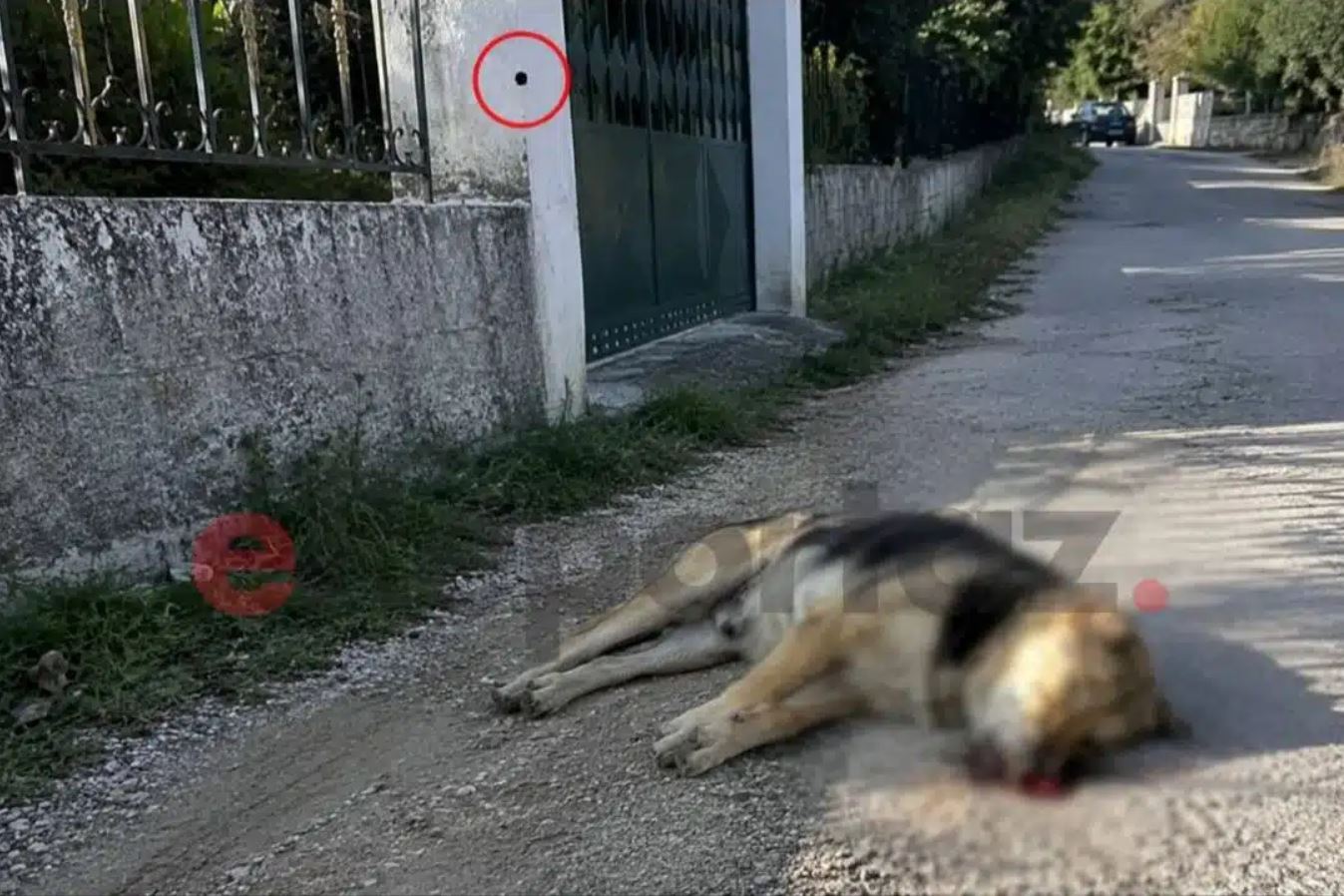 Κεφαλονιά: Εκτέλεσαν αδέσποτο σκυλί μέσα σε κατοικημένη περιοχή