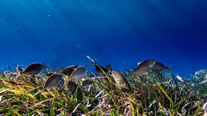 WWF: Σε κρίσιμο σημείο τα ιχθυαποθέματα στη Μεσόγειο – Πώς διαλέγουμε σωστά;