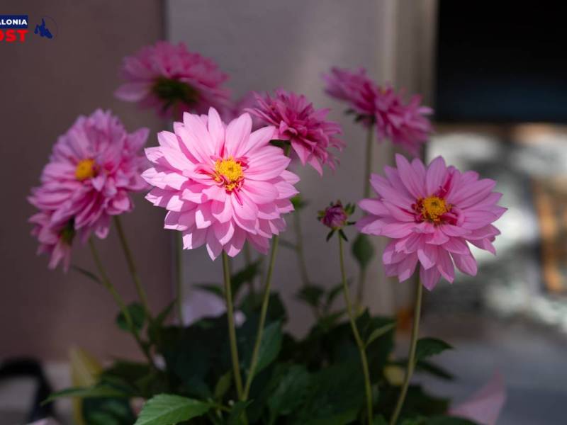 DSC00559_original
